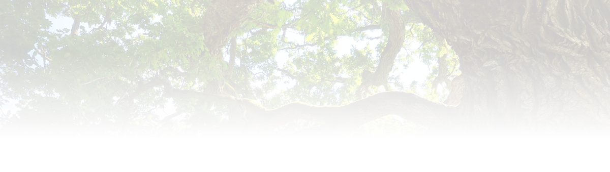 Old oak tree in Kvepene, Latvia