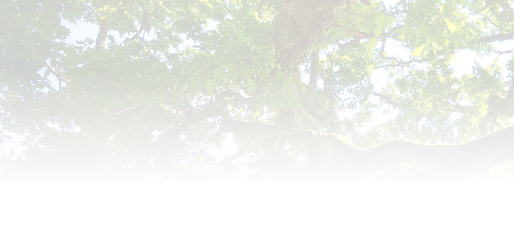 Old oak tree in Kvepene, Latvia